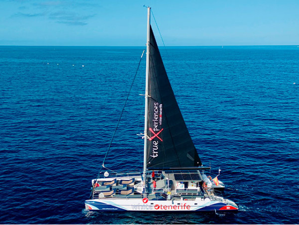 Avistamiento de ballenas en Eco Catamarán exclusivo con catering y bebidas