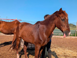 Sesión transformadora de equinoterapia