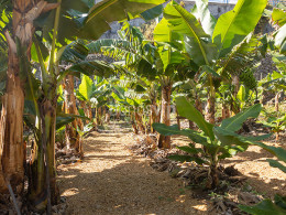 Brunch Km0 para 2 + visita en finca orgánica