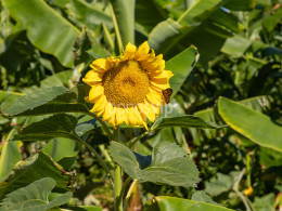 Brunch Km0 para 2 + visita en finca orgánica