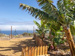 Brunch Km0 para 2 + visita en finca orgánica