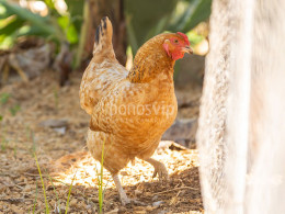 Brunch Km0 para 2 + visita en finca orgánica