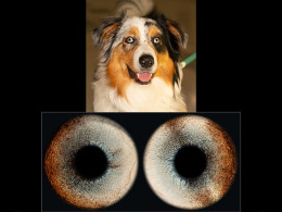 Iristellar - Costa Adeje