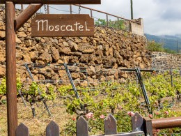 Menú para 2 con cata de vinos + visita a la bodega