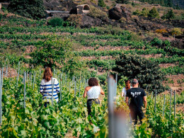 Bodegas Ferrera- Valle de Güimar