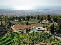 Bodegas Ferrera- Valle de Güimar