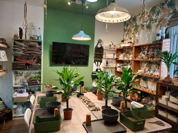 Vitakoke: Taller de Kokedamas con vino o cerveza + picoteo 