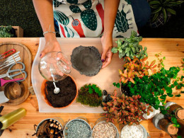 Vitakoke: Taller de Kokedamas con vino o cerveza + picoteo 