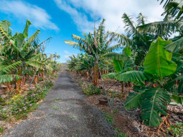 Estancia entre plataneras: 2 noches para 2 en cabaña con piscina privada