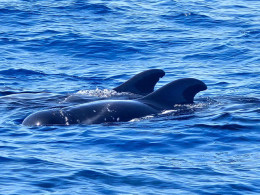 Paseo en barco vikingo