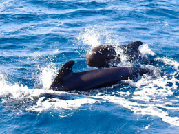 Paseo en barco vikingo