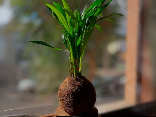 Vitakoke: Taller de Kokedamas con vino o cerveza + picoteo 