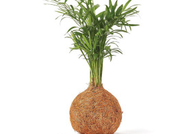 Vitakoke: Taller de Kokedamas con vino o cerveza + picoteo 