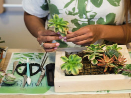 Taller de Kokedamas con picoteo + bebida en La Laguna