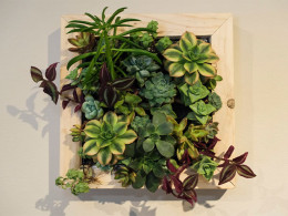 Taller de Kokedamas con picoteo + bebida en La Laguna