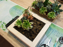 Taller de Kokedamas con picoteo + bebida en La Laguna