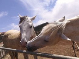 Ruta a caballo de 90 minutos disfrutando de la naturaleza