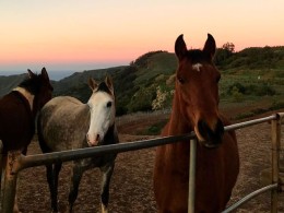 Centro Hípico Las Riendas - La Laguna