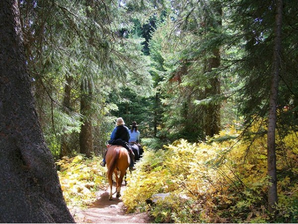 Centro Hípico Las Riendas - La Laguna