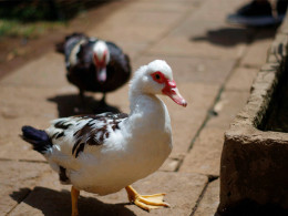 El Monasterio - Los Realejos