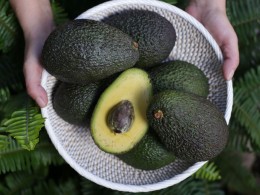 Avocado Experience Tahodio - Santa Cruz