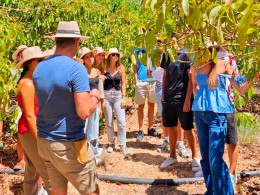 Avocado Experience Tahodio - Santa Cruz