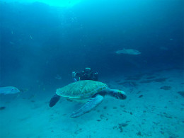 La Morena Diving Tenerife - Las Galletas