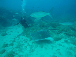 La Morena Diving Tenerife - Las Galletas