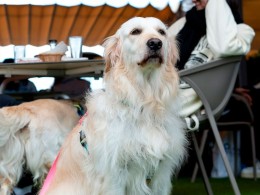 El Café de Manuela - Ravelo