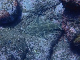 KAYAKING SHINGI ADVENTURES en el Palm-mar