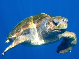 KAYAKING SHINGI ADVENTURES en el Palm-mar