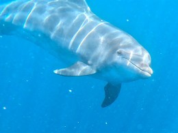 KAYAKING SHINGI ADVENTURES en el Palm-mar