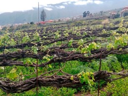 Marzagana Elementales - La Orotava