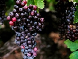 Marzagana Elementales - La Orotava