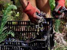 Marzagana Elementales - La Orotava