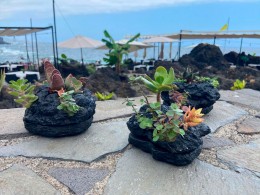 Oasis Terrenal - Buenavista
