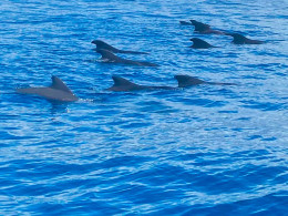 Ocean Blue Tenerife - Costa Adeje