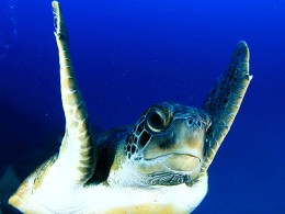 Bautismo de buceo con reportaje fotográfico ¡Adéntrate en el gran azul!