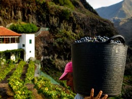 Bodega 500 Escalones - La Laguna
