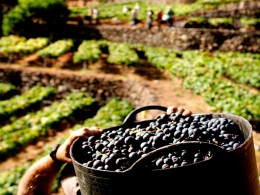 Bodega 500 Escalones - La Laguna