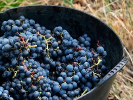 Bodega 500 Escalones - La Laguna