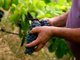 Bodega 500 Escalones - La Laguna